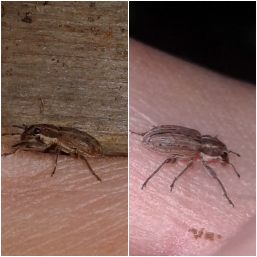 Sitona sp. (Curculionidae)? S.